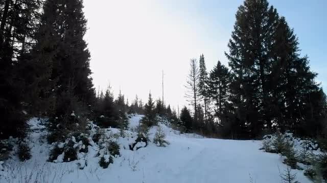 Fly Past Fir Trees In a Snowy Forest: Stock Video