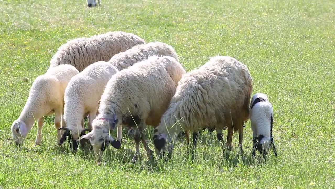 Sheep Feeding On Grass Stock Video Motion Array