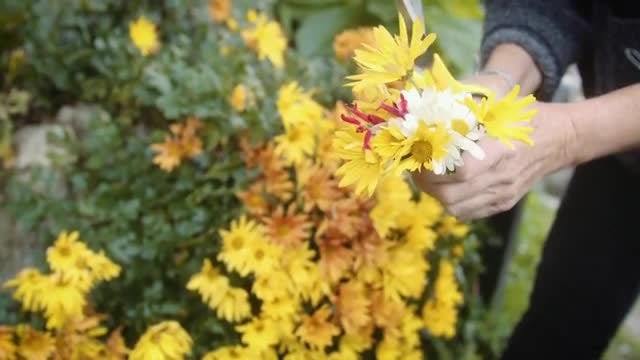 Cutting Yellow Flowers Outdoors: Stock Video