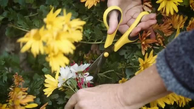 Cutting Flowers In The Garden: Stock Video