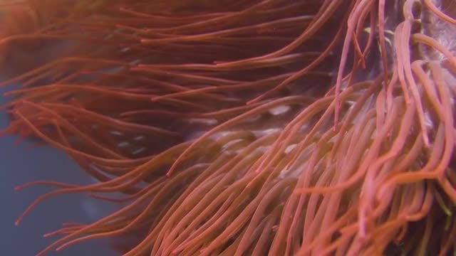 Sea Anemone Under The Water: Stock Video