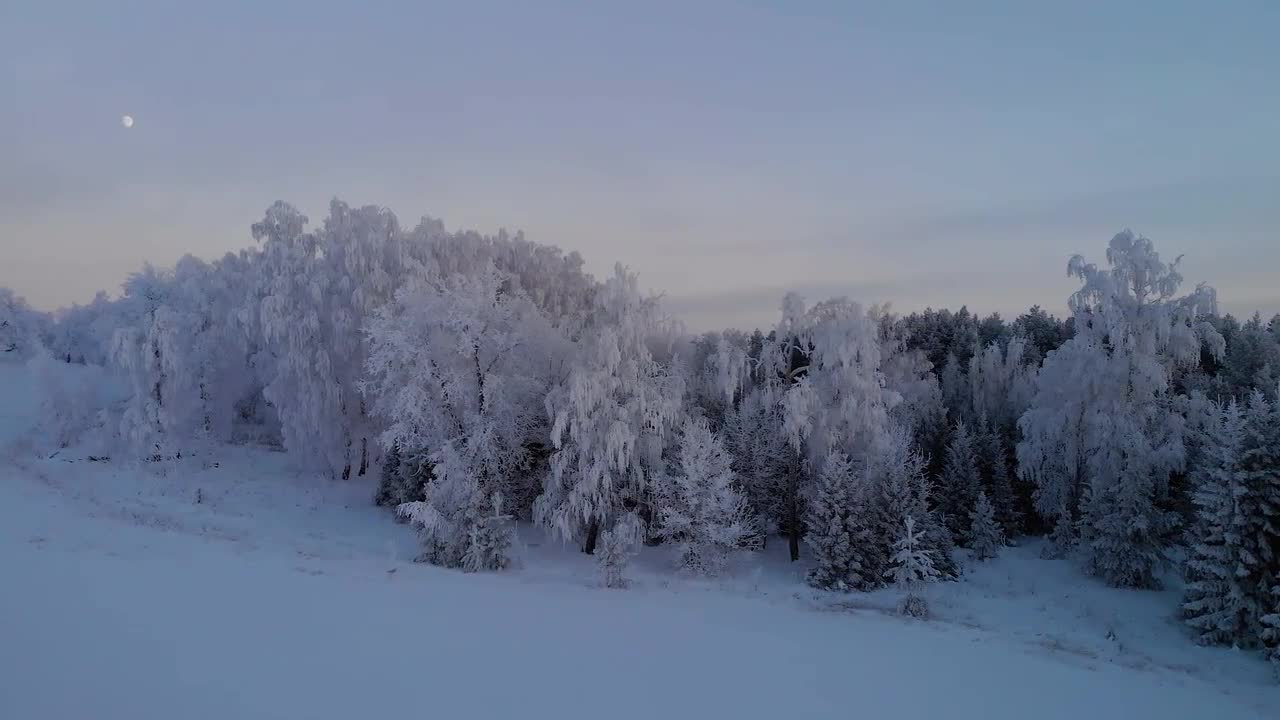 Bird's Eye View Of Forest In Winter - Stock Video | Motion Array