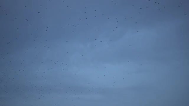 Big Flock Of Birds Flying: Stock Video