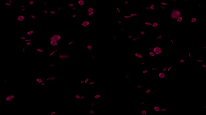 Pink Roses Falling Loop Motion Background Pink Rose Petals Falling Background