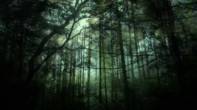 dark woods background