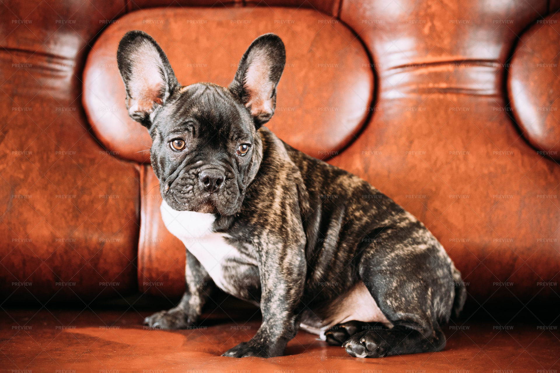 Small black french store bulldog