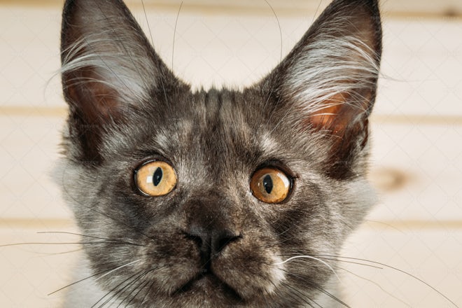 Curious Black Silver Tabby Maine Coon - Stock Photos | Motion Array