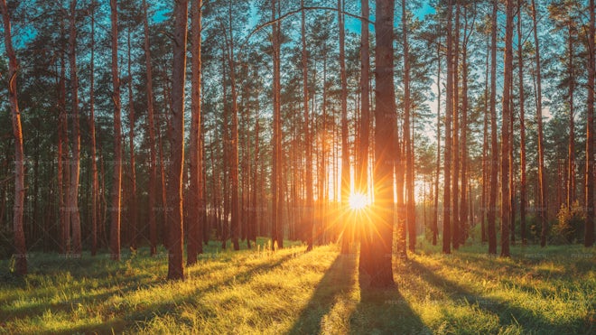 Sunrise In Forest - Stock Photos | Motion Array