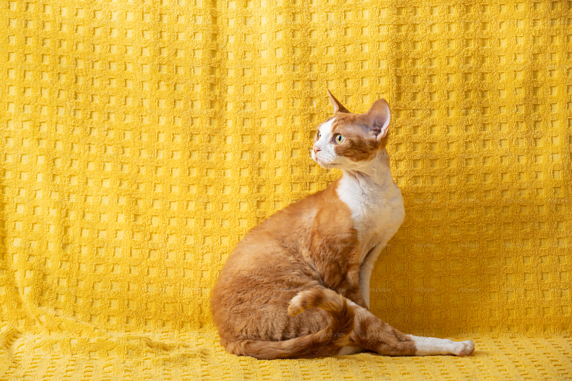 Ginger best sale devon rex