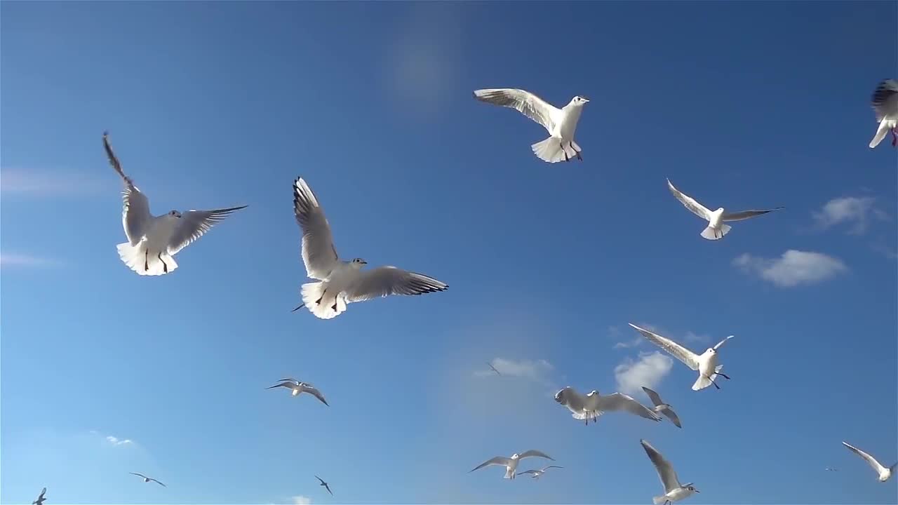 Birds Flying In The Sky Stock Video Motion Array