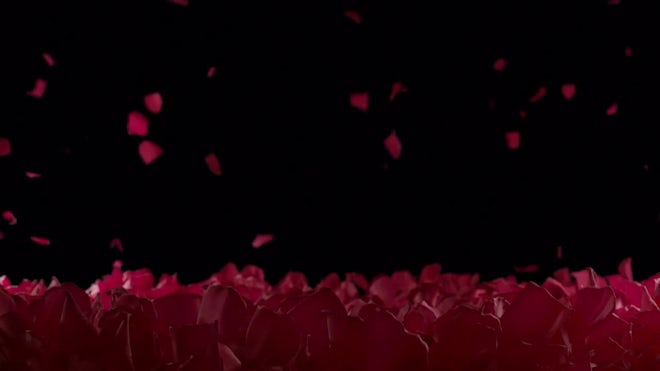 Pink Rose Petals Fall In Front Of A Black Background And Turn To  Silhouettes High-Res Stock Video Footage - Getty Images