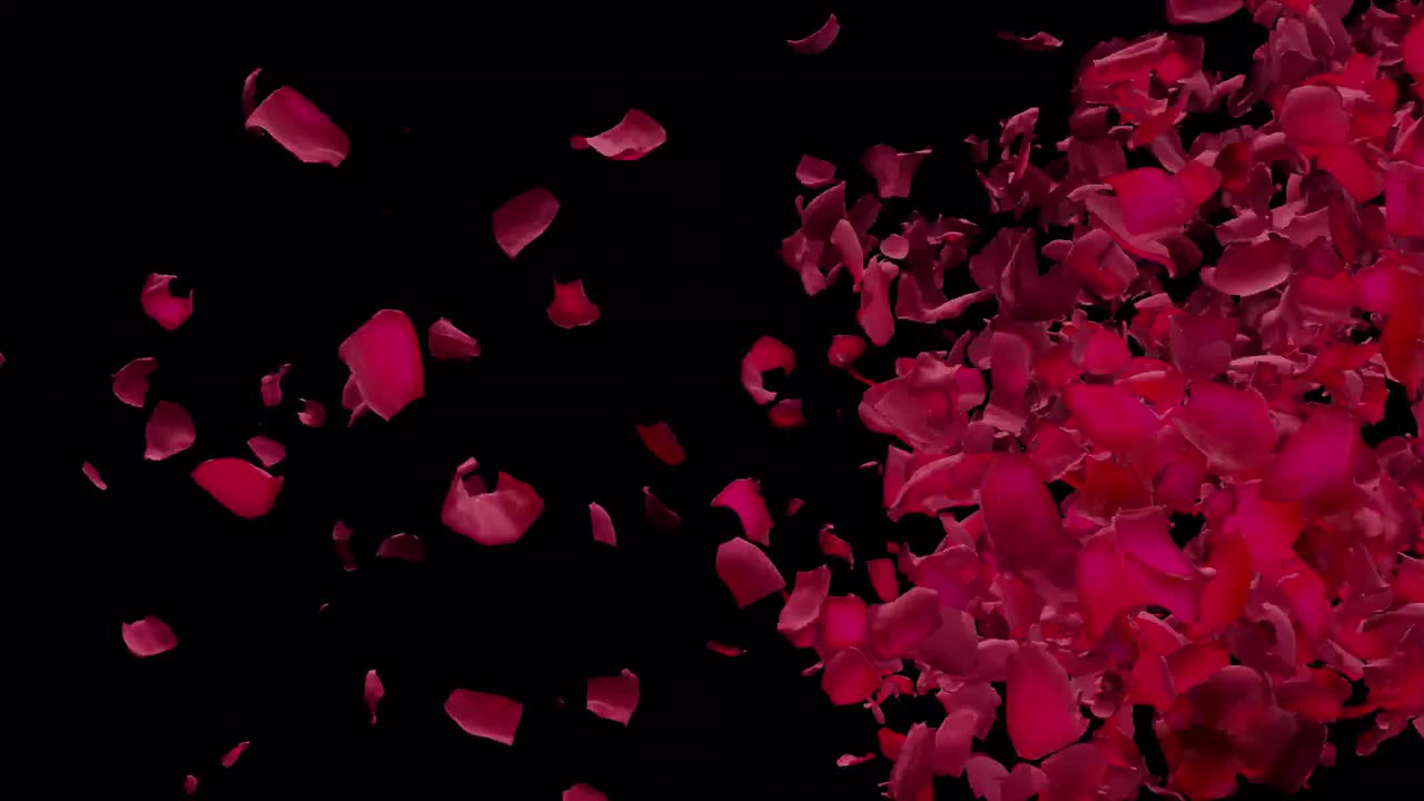 Red Rose Petals Blowing Away - Stock Motion Graphics | Motion Array