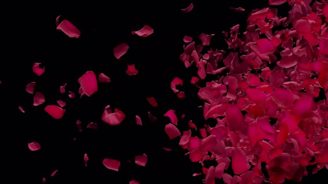 Petals of red roses falling down in an a, Stock Video
