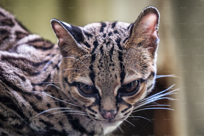 Rare South American Margay - Stock Photos | Motion Array