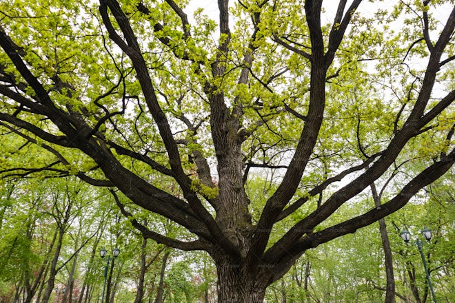 oak tree spring