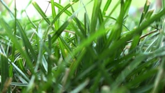 Green Grass Close Up Background: Stock Video