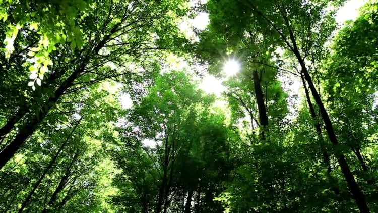 Sunny Springtime Forest: Stock Video