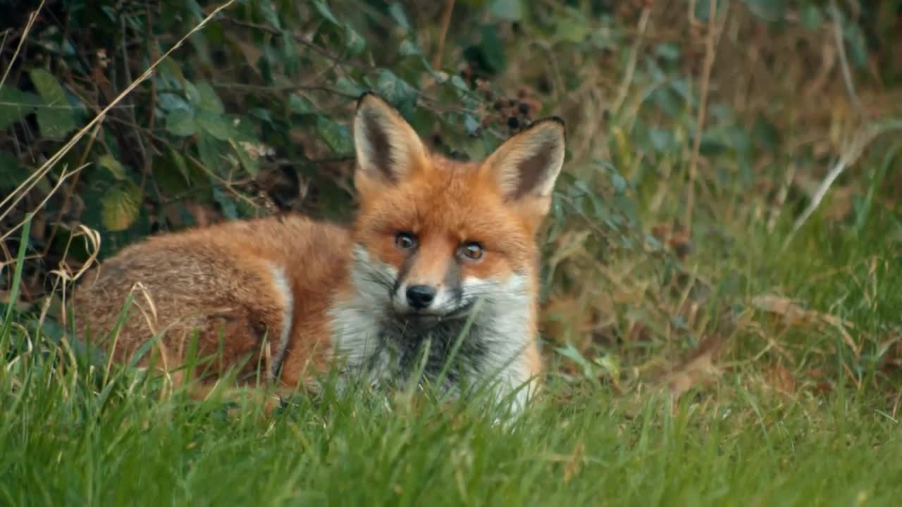 Fox Lying On Grass - Stock Video | Motion Array