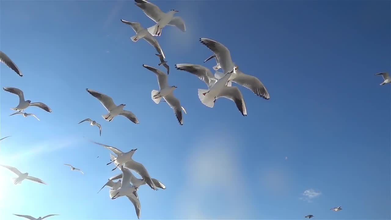 Flock Of Seagulls Flying - Stock Video 