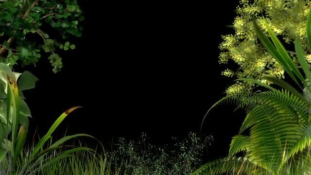 Edge Of Forest Frame: Stock Motion Graphics