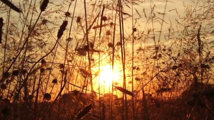 Grass At Sunset: Stock Video