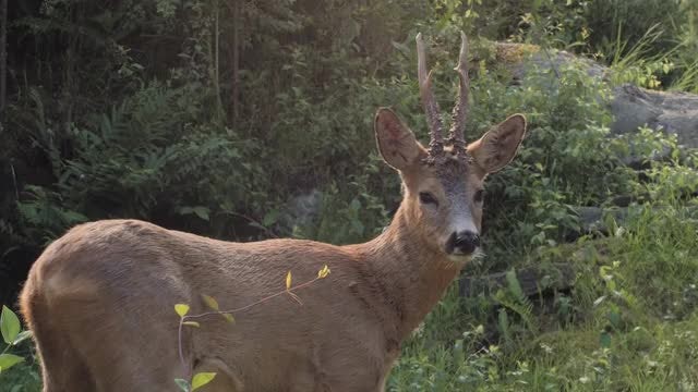 Roe Deer: Stock Video
