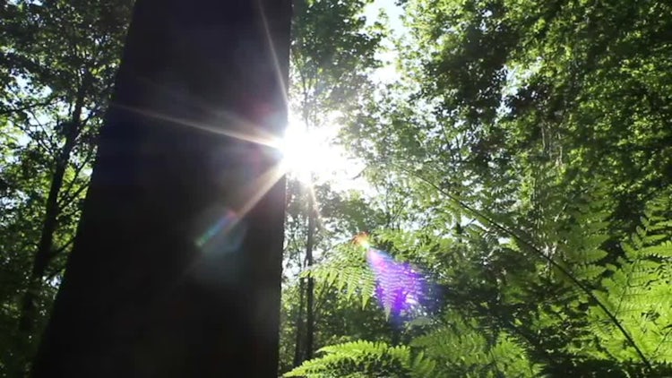 Fern And Sun: Stock Video