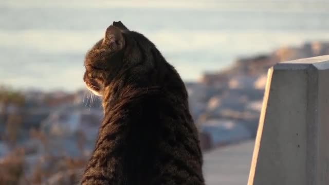 Street Cat: Stock Video