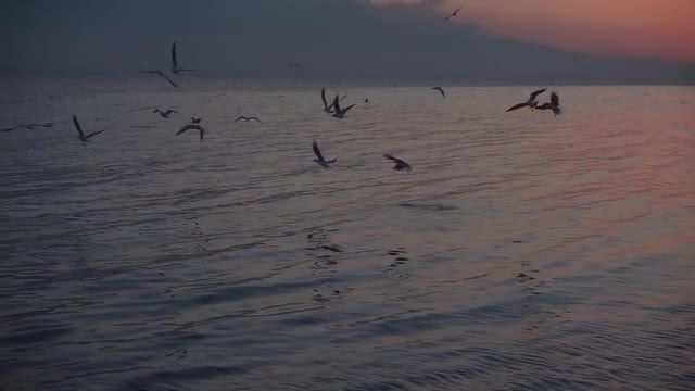 Seagulls Flying Over The Sea: Stock Video
