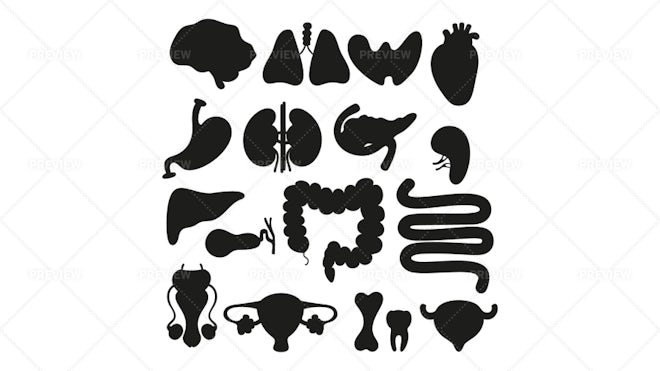 Internal Organs Seamless Pattern - Graphics