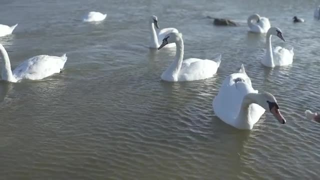 Bevy Of Swans: Stock Video