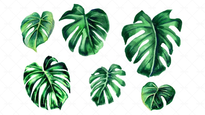 6 Monstera Watercolor Leaves - Graphics | Motion Array