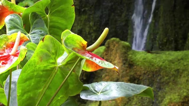 Flowers And A Waterfall: Stock Video