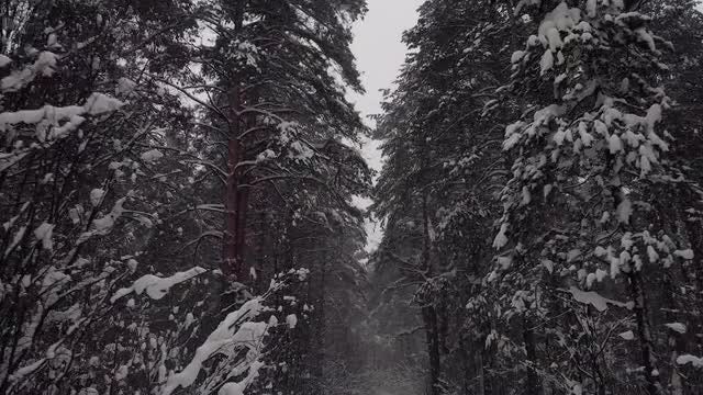 A Frosty Forest: Stock Video