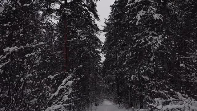 Go To The Winter Forest: Stock Video