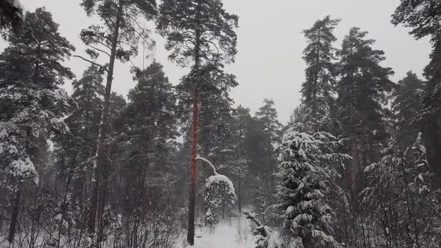 A Frozen Forest: Stock Video