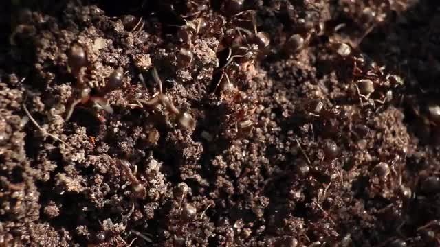 Close-up Shot Of Ants Moving: Stock Video