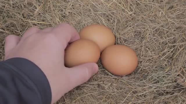 Hand Takes Eggs From Nest: Stock Video