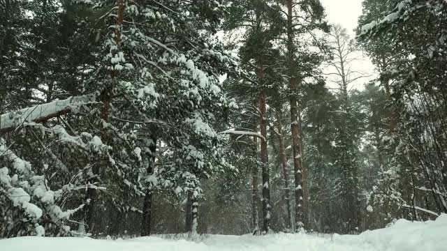 Forest Landscape On Snowy Day: Stock Video