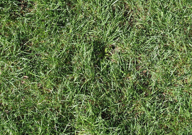 Flat View Grass Texture - Stock Photos | Motion Array