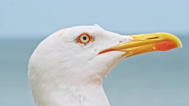 Seagull In Focus: Stock Video