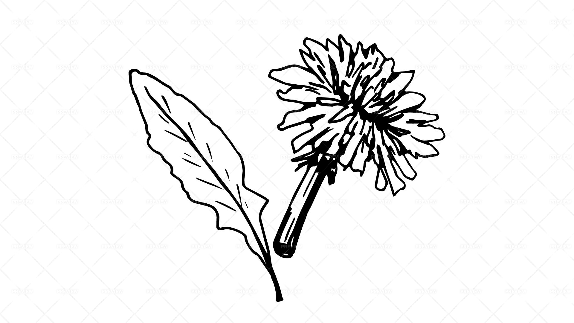 Dandelion flower vector drawing set isolated wild plant and flying seeds  herbal engraved style illustration detailed  CanStock