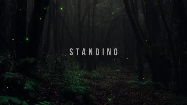 Firefly Particles: After Effects Templates