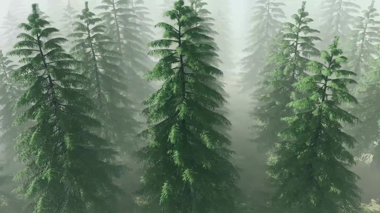 Flying Over The Pine Trees - Stock Motion Graphics | Motion Array