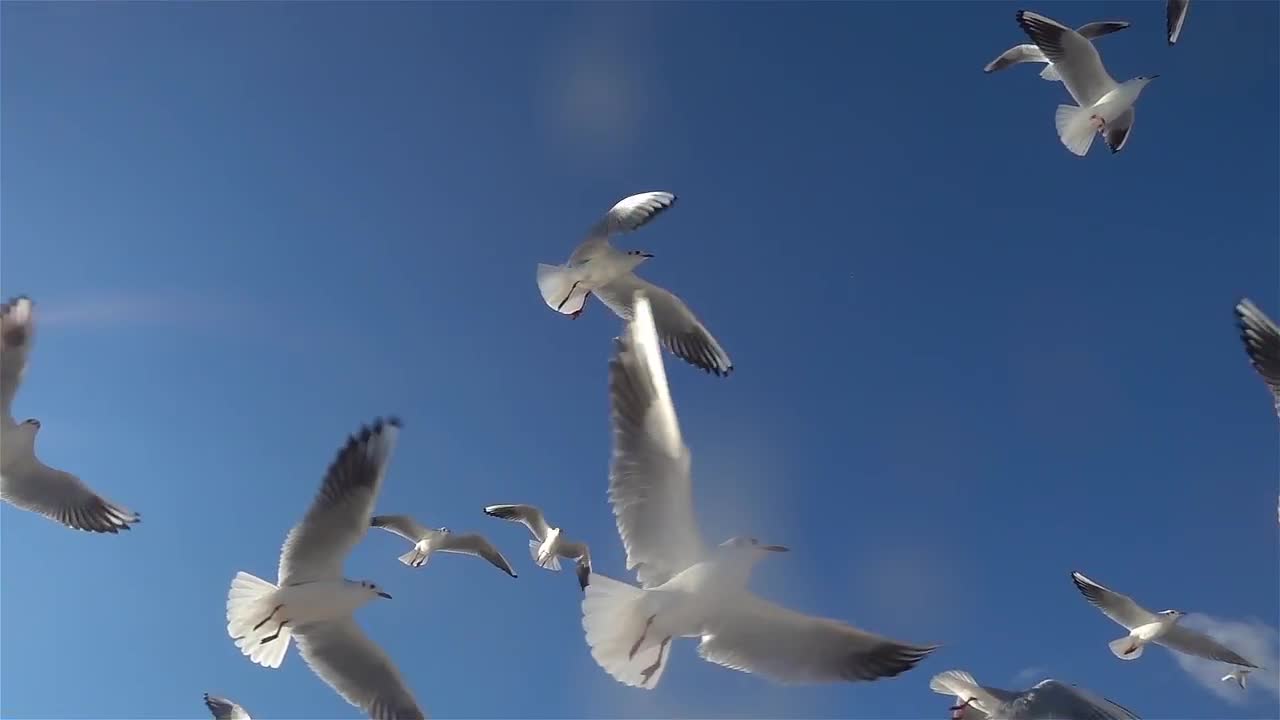 Flock Of Seagulls Flying - Stock Video | Motion Array