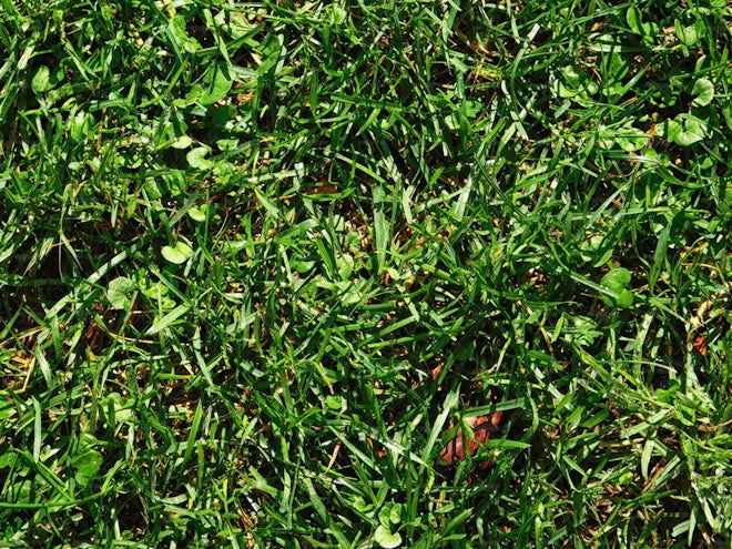 Lawn Texture - Stock Photos 