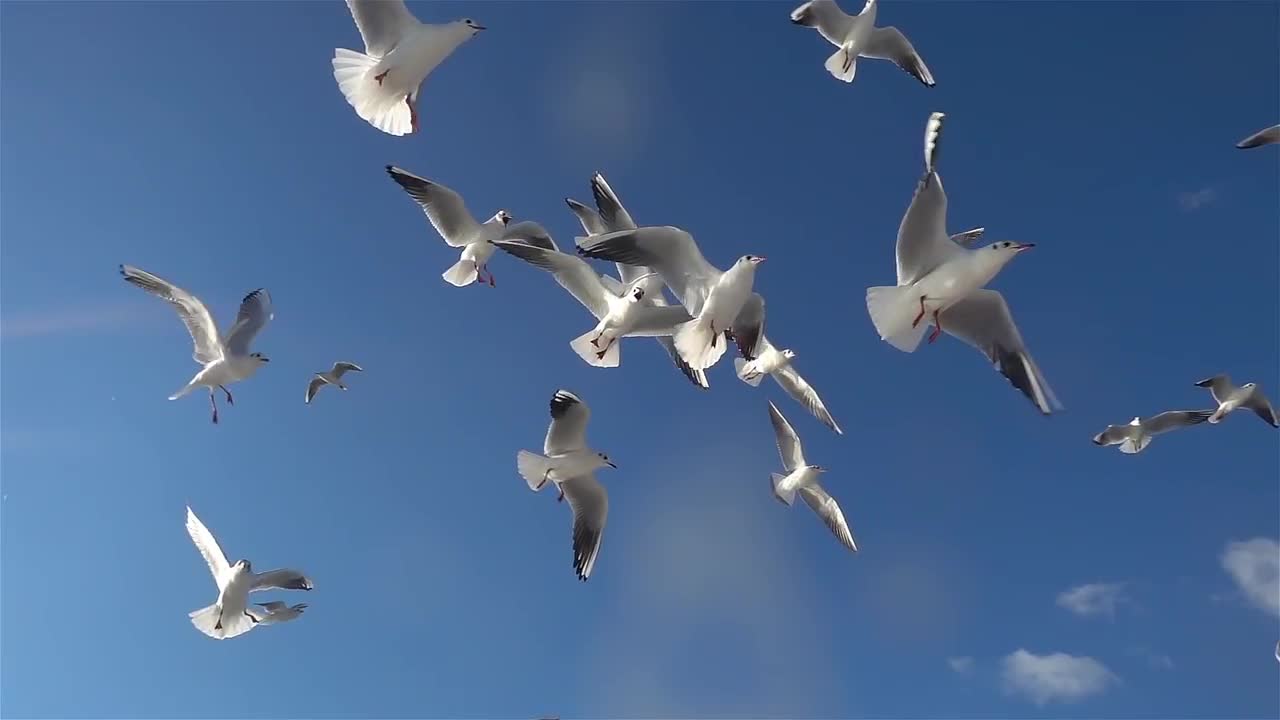 Seagulls Flying Overhead - Stock Video | Motion Array