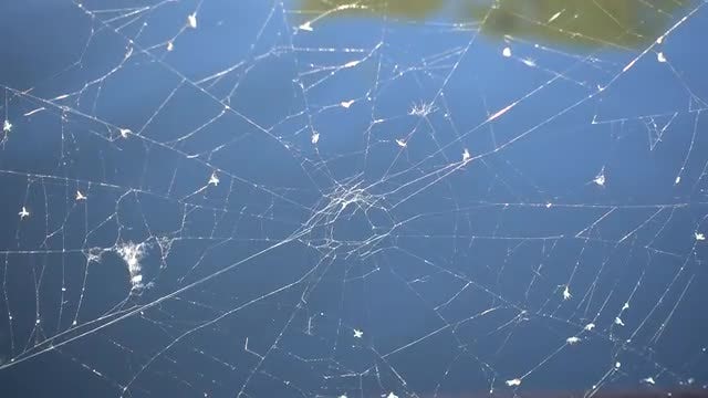 A Spider Web: Stock Video