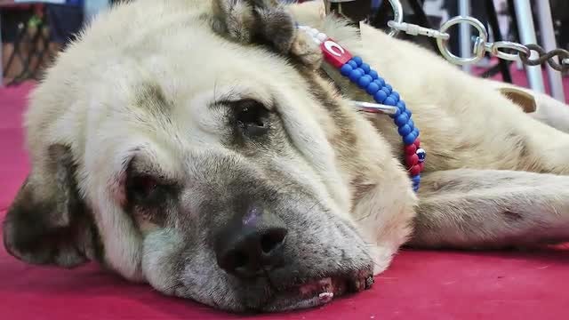 Big Dog's Face: Stock Video