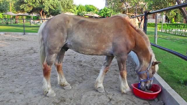 A Horse Eating: Stock Video